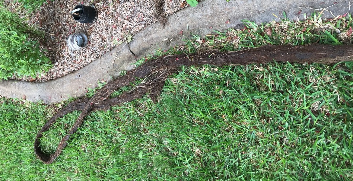 blocked sewer drain tree roots